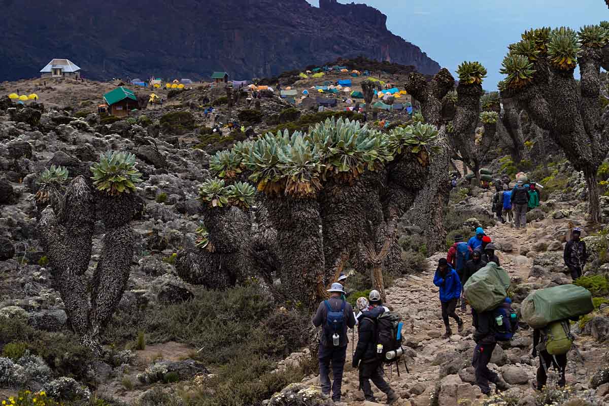 Crowd During Kilimanjato Climb Peak Season